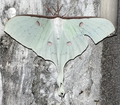 Actias sinensis