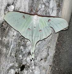 Actias sinensis