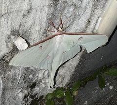 Actias sinensis