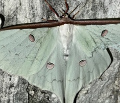 Actias sinensis