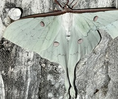 Actias sinensis