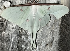 Actias sinensis