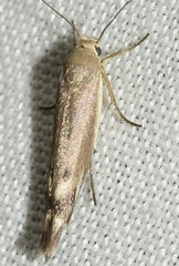 Scythris inertella