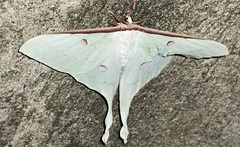 Actias sinensis