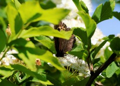 Erebia embla