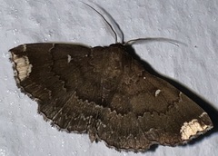 Adrapsa quadrilinealis