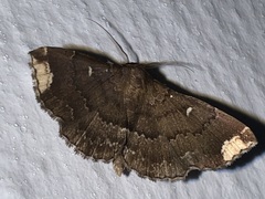 Adrapsa quadrilinealis