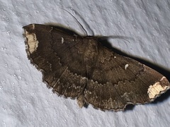 Adrapsa quadrilinealis