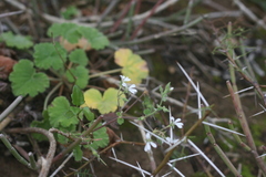 Pelargonium odoratissimum