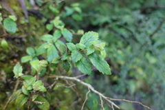 Fieldia australis