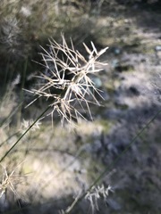 Aristida caput-medusae