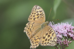 Argynnis paphia