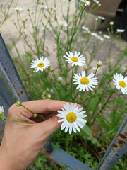 Tripleurospermum inodorum