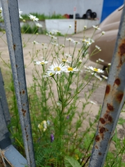 Tripleurospermum inodorum