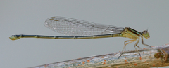 Pseudagrion malabaricum