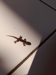 Hemidactylus platyurus