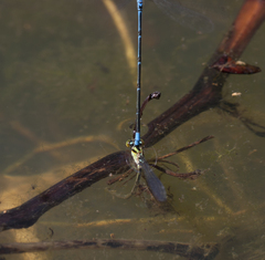 Pseudagrion malabaricum