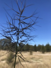 Aristida caput-medusae