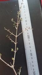 Coprosma propinqua propinqua