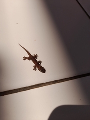 Hemidactylus platyurus