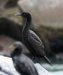 Phalacrocorax neglectus