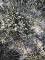 Aristida caput-medusae