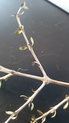 Coprosma propinqua propinqua