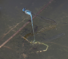 Pseudagrion malabaricum
