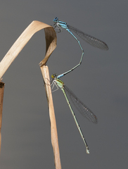 Pseudagrion malabaricum