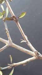 Coprosma propinqua propinqua