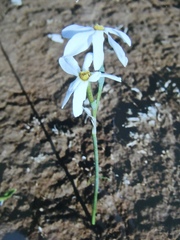 Narcissus deficiens