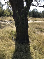 Allocasuarina inophloia