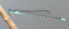 Pseudagrion malabaricum