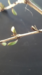 Coprosma propinqua propinqua