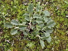 Sida intricata
