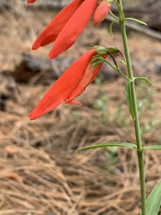 Penstemon barbatus torreyi