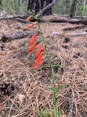 Penstemon barbatus torreyi