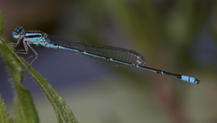 Pseudagrion malabaricum