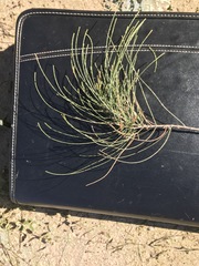 Allocasuarina inophloia