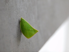 Phyllyphanta producta