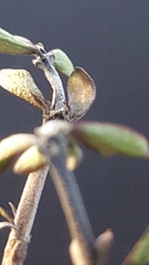 Coprosma propinqua propinqua