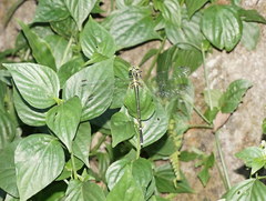 Leptogomphus sauteri formosanus