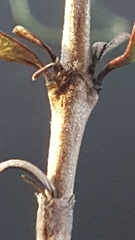 Coprosma propinqua propinqua