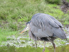 Ardea herodias fannini
