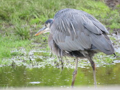 Ardea herodias fannini