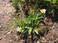 Caltha chionophila