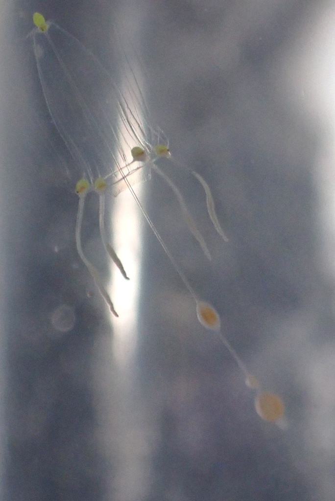 Stauridiosarsia bicircella