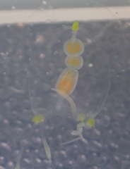 Stauridiosarsia bicircella