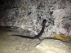 Plethodon wehrlei