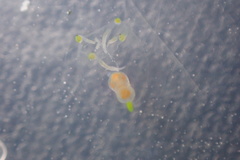 Stauridiosarsia bicircella